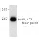 GAL4-TA Antibody (D-4) - Western Blotting - Image 12732