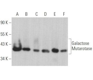 Galactose Mutarotase Antibody (E-4) - Western Blotting - Image 369390 
