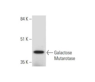 Galactose Mutarotase Antibody (G-7) - Western Blotting - Image 332771 