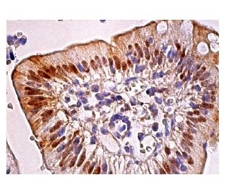 Galactose Mutarotase Antibody (H-7) - Immunohistochemistry - Image 158915 