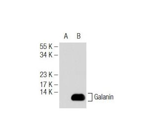 Galanin Antibody (B-8) - Western Blotting - Image 126363