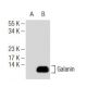 Galanin Antibody (B-8) - Western Blotting - Image 126363