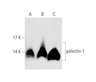 galectin-1 Antibody (B-2) - Western Blotting - Image 65653 