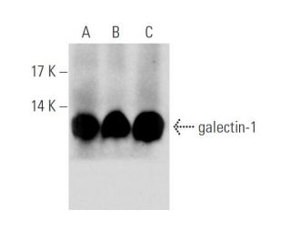 galectin-1 Antibody (C-8) - Western Blotting - Image 65654 