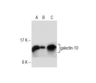 galectin-10 Antibody (D-8) - Western Blotting - Image 281657 