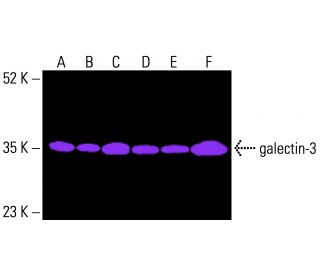 galectin-3 Antibody (B2C10) - Western Blotting - Image 416623