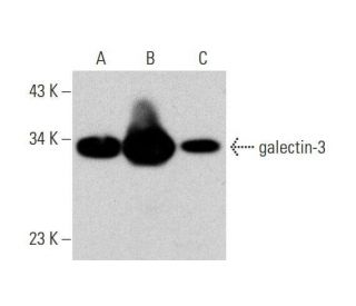 galectin-3 Antibody (F-8) - Western Blotting - Image 352587 