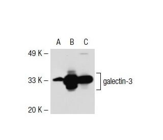 galectin-3 Antibody (M3/38.1.2.8 HL.2) - Western Blotting - Image 38151 