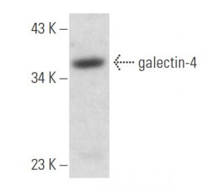 galectin-4 Antibody (C-6) - Western Blotting - Image 357733 
