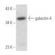 galectin-4 Antibody (C-6) - Western Blotting - Image 357733 
