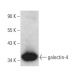 galectin-4 Antibody (F-1) - Western Blotting - Image 354409 