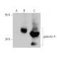 galectin-4 Antibody (H-8) - Western Blotting - Image 137559