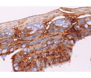 galectin-5 Antibody (F-11) - Immunohistochemistry - Image 373665 