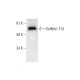 GalNAc-T14 Antibody (C-5) - Western Blotting - Image 292005 