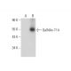 GalNAc-T14 Antibody (C-5) - Western Blotting - Image 304961 
