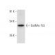 GalNAc-TL5 Antibody (F-5) - Western Blotting - Image 305799
