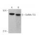 GalNAc-TL5 Antibody (F-5) - Western Blotting - Image 369074 