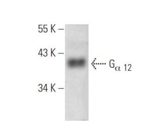 G<sub>&alpha; 12</sub> Antibody (B-5) - Western Blotting - Image 353669 