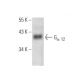 Gα 12 Antibody (B-5) - Western Blotting - Image 353669 