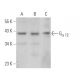 Gα 12 Antibody (B-5) - Western Blotting - Image 369887 