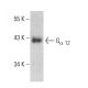 Gα 12 Antibody (B-5) - Western Blotting - Image 387390