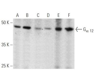 G<sub>&alpha; 12</sub> Antibody (E-12) - Western Blotting - Image 360093 