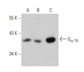 G<sub>&alpha; 15</sub> Antibody (F-3) - Western Blotting - Image 359461 