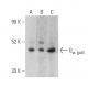 Gα gust Antibody (B-3) - Western Blotting - Image 399403