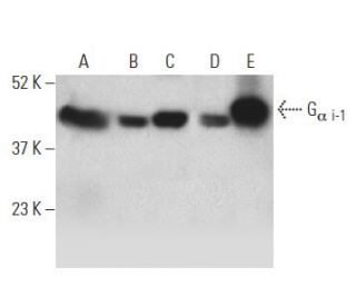 G<sub>&alpha; i-1</sub>/GNAI1 Antibody (B-11) - Western Blotting - Image 398892 