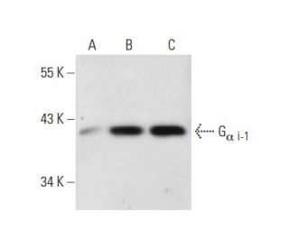 G<sub>&alpha; i-1</sub>/GNAI1 Antibody (SPM397) - Western Blotting - Image 17795 