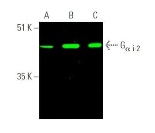 G<sub>&alpha; i-2</sub> Antibody (L5) - Western Blotting - Image 374286 