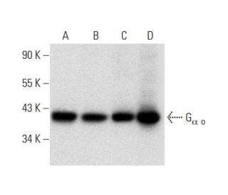 G<sub>&alpha; o</sub> Antibody (E-1) - Western Blotting - Image 299061 