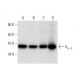 Gα o Antibody (E-1) - Western Blotting - Image 299061 