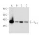 Gα o Antibody (E-1) - Western Blotting - Image 354802