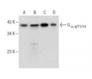 G<sub>&alpha; q/11/14 Antibody (</sub>G-7) - Western Blotting - Image 287901 