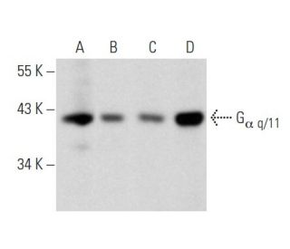 G<sub>&alpha; q/11</sub> Antibody (F-5) - Western Blotting - Image 357321 