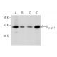 Gα q/11 Antibody (F-5) - Western Blotting - Image 357321 