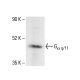 Gα q/11 Antibody (F-5) - Western Blotting - Image 404642