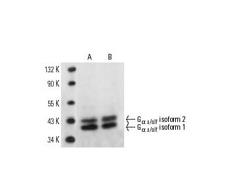 G<sub>&alpha; s/olf</sub> Antibody (E-7) - Western Blotting - Image 14619 