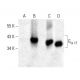 Gα t1 Antibody (F-7) - Western Blotting - Image 398502