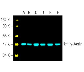 γ-Actin Antibody (1-17) - Western Blotting - Image 402083