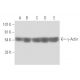 γ-Actin Antibody (2-4) - Western Blotting - Image 15781 