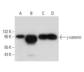 &gamma;-catenin Antibody (F-2) - Western Blotting - Image 314121 