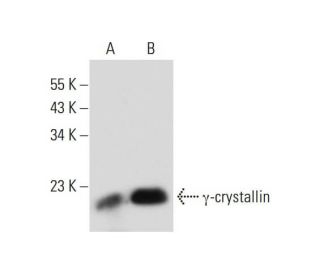 &gamma;-crystallin Antibody (B-5) - Western Blotting - Image 138934 