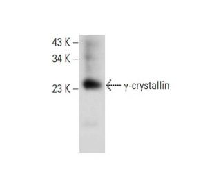 &gamma;-crystallin Antibody (F-4) - Western Blotting - Image 317937 