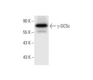 &gamma;-GCSc Antibody (D-4) - Western Blotting - Image 295719 