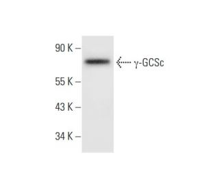&gamma;-GCSc Antibody (F-9) - Western Blotting - Image 295720 