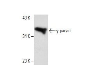 &gamma;-parvin Antibody (C-5) - Western Blotting - Image 287991 
