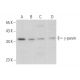 γ-parvin Antibody (C-5) - Western Blotting - Image 371161