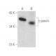 γ-parvin Antibody (D-6) - Western Blotting - Image 389861 